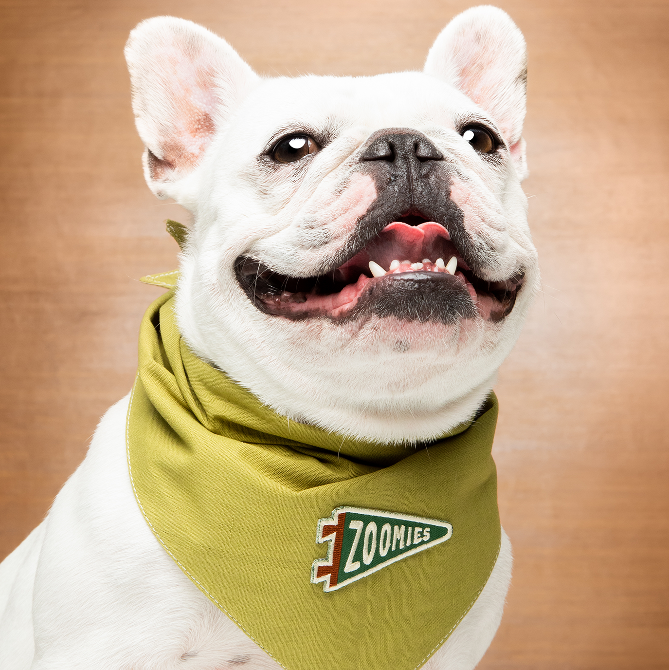 Zoomies iron-on patch for dogs and cats