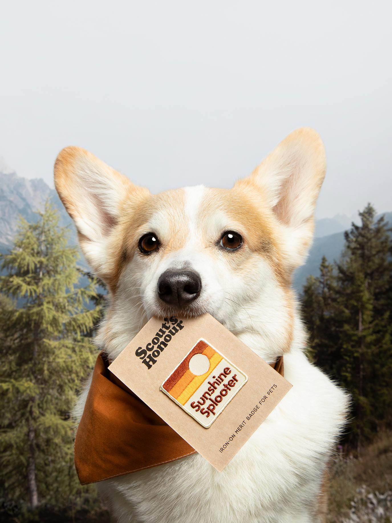 Sunshine Splooter iron-on patch for dogs and cats