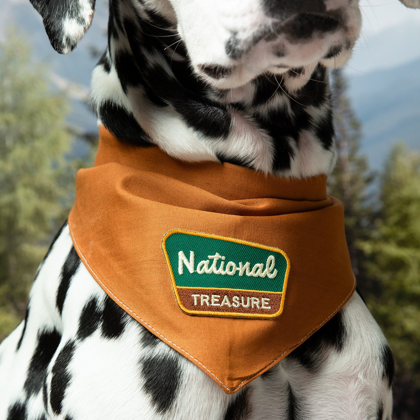 National Treasure iron-on patch for dogs and cats