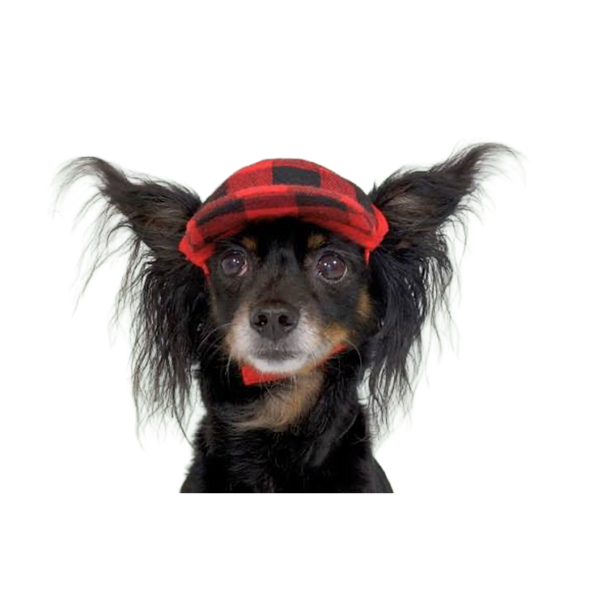 Dog Trucker Hat XS